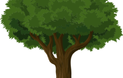 Więcej o: Wycinka drzew – zmiany od 17 czerwca 2017 r.