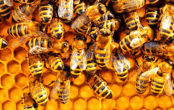 Więcej o: Dziś obchodzimy Światowy Dzień Pszczół