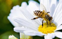Więcej o: 20 maja – Światowy Dzień Pszczół