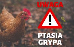 Więcej o: Rozporządzenie Wojewody Wielkopolskiego z dnia 2 stycznia 2023 roku w sprawie zwalczania wysoce zjadliwej grypy ptaków (HPAI) na terenie powiatów kaliskiego i tureckiego