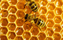 Więcej o: Konkurs dla kół i stowarzyszeń pszczelarskich