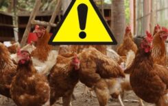 Więcej o: Powiatowy Lekarz Weterynarii w Kaliszu informuje, że zostało opublikowane